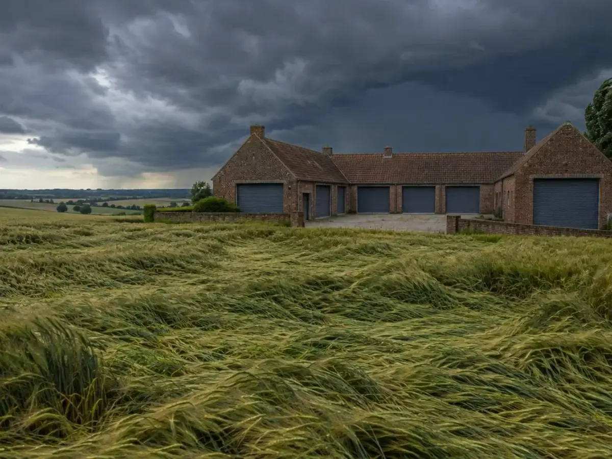 Hautes herbes couchées par le vent devant une ferme en brique aux volets baissés, ciel d'orage sur la Hesbaye
