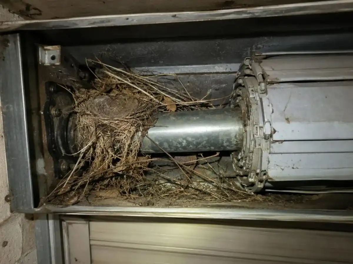 Caisson de volet roulant ouvert, brindilles et ancien nid enroulés autour du tube